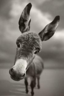 网红二驴女儿新闻爆料视频,揭秘家庭背后故事 第2张 网红二驴女儿新闻爆料视频,揭秘家庭背后故事 第2张